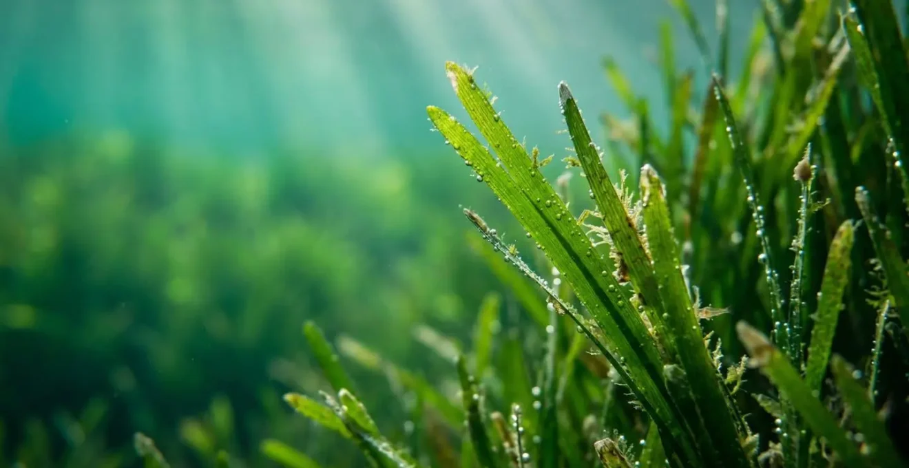 Herbier de posidonie sous-marine avec rayons de soleil filtrant à travers l'eau cristalline